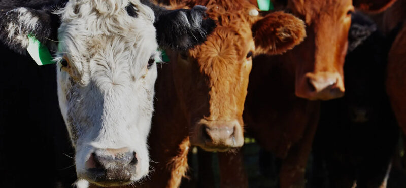 Close up of three cow faces looking at the camera.