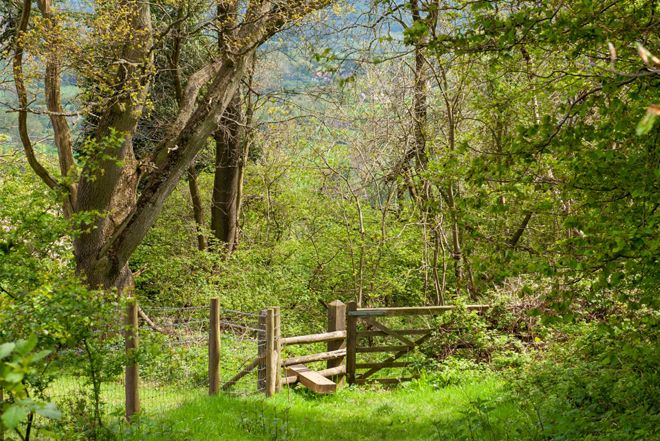 Easter Egg Hunt, Box Hill