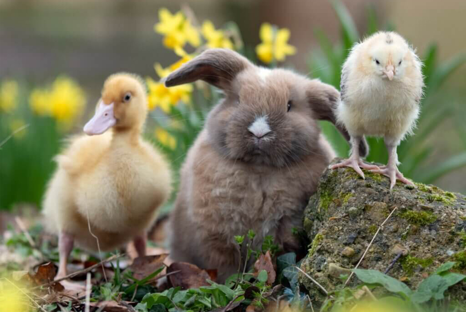 Spring at Godstone Farm