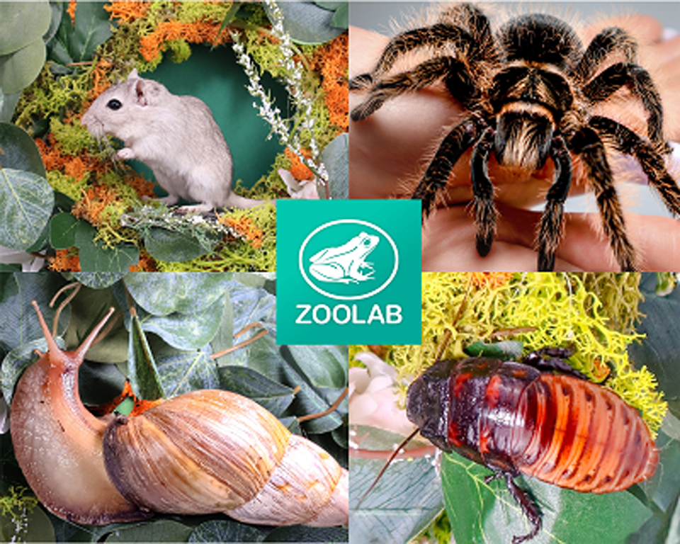 Animal Explorer Workshop