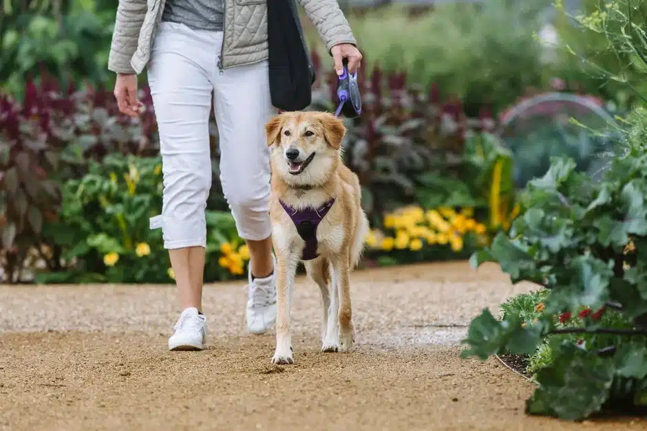 Things to do in Surrey, try RHS Garden Wisley