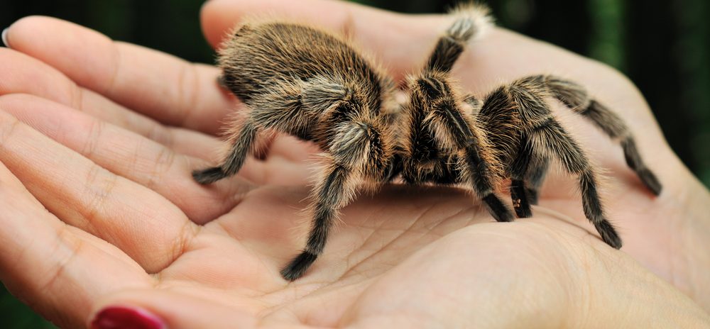 Large hairy tarantula on a hand. Spooky half term fun this October.