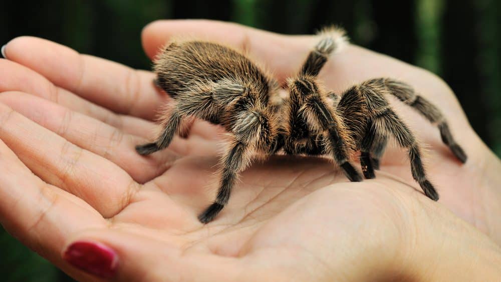Large hairy tarantula on a hand. Spooky half term fun this October.