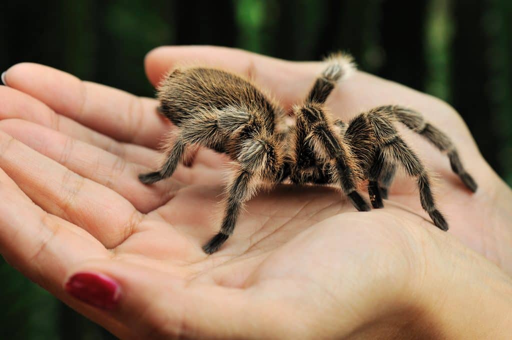 A hairy tarantula sat in a person's hands.