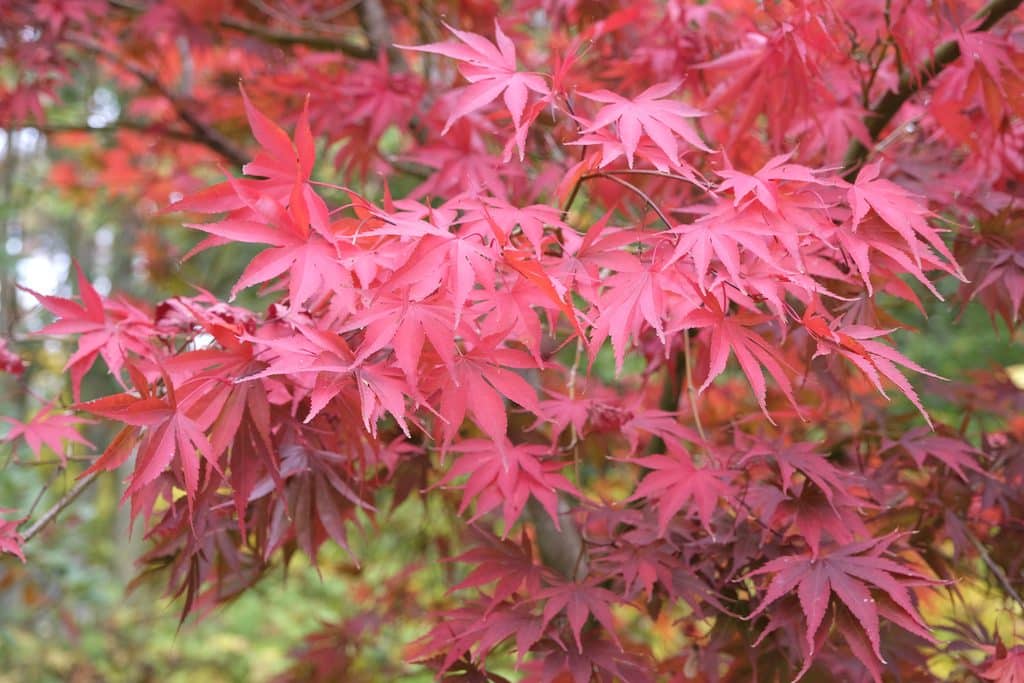 Red autumn leaves on an acer tree.